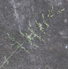 Poa trivialis
