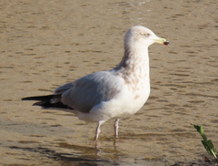 Larus argentatus argenteus