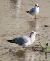 Chroicocephalus ridibundus