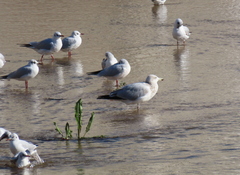 Chroicocephalus ridibundus