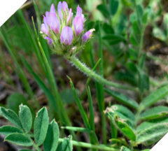 Astragalus stella