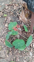 Jatropha podagrica