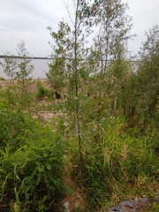 Tessaria integrifolia