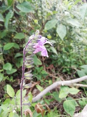 Salvia scutellarioides