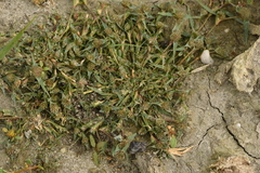 Sporobolus aculeatus