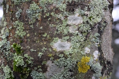 Lecanora carpinea