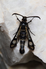 Pyropteron aistleitneri