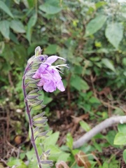 Salvia scutellarioides