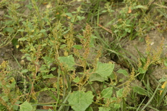 Oxybasis chenopodioides