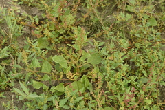 Oxybasis chenopodioides