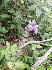 Salvia scutellarioides