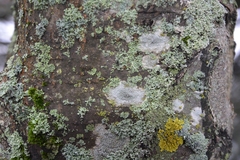 Lecanora carpinea