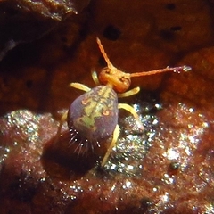 Dicyrtomidae