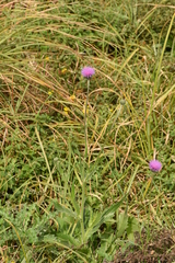 Cirsium canum