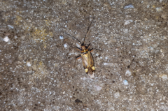 Rhabdomiris striatellus