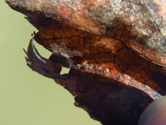 Dicyrtomidae