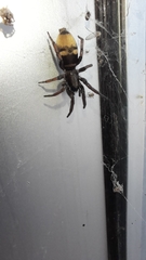 Latonigena auricomis