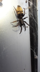 Latonigena auricomis