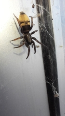 Latonigena auricomis