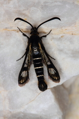 Pyropteron aistleitneri
