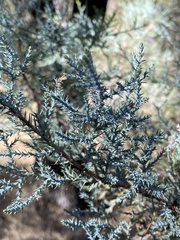 Cupressus arizonica