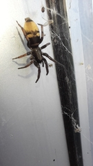 Latonigena auricomis