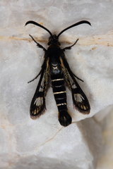 Pyropteron aistleitneri