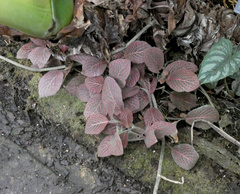 Fittonia albivenis