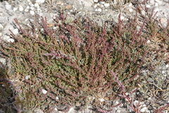 Suaeda pannonica