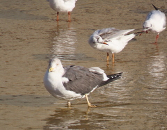 Larus fuscus