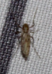 Chaoborus punctipennis