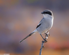 Loggerhead Shrike photo 4