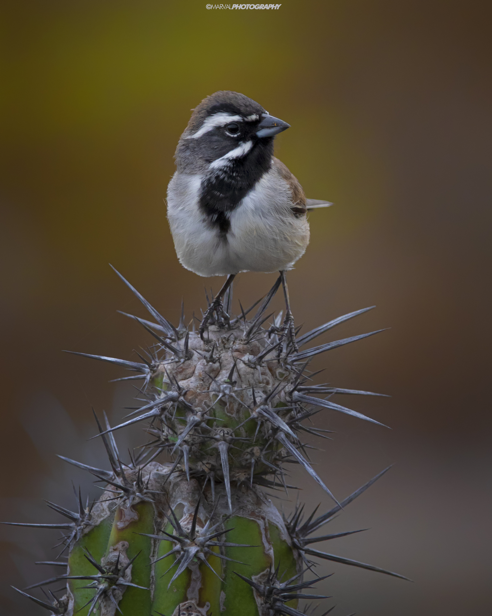 Black-throated Sparrow (Amphispiza bilineata)