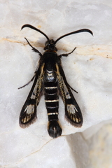 Pyropteron aistleitneri