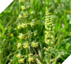 Reseda lutea