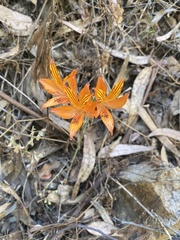 Alstroemeria ligtu