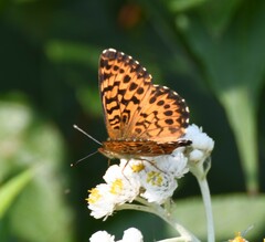 Boloria chariclea