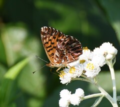 Boloria chariclea