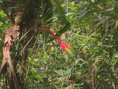 Tillandsia punctulata