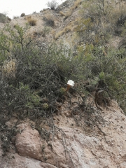 Trichocereus candicans