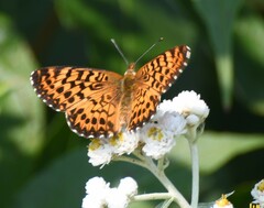 Boloria chariclea