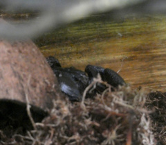 Heterometrus laoticus