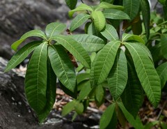 Alstonia muelleriana