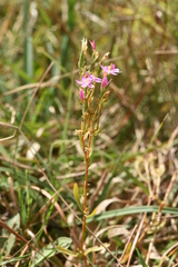Centaurium littorale uliginosum
