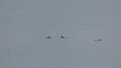 Delphinus