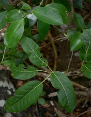 Ficus virens virens