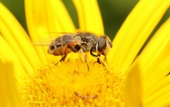 Eristalis arbustorum