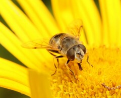 Eristalis arbustorum