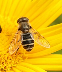 Eristalis arbustorum