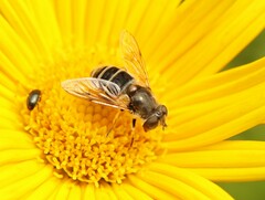 Eristalis arbustorum